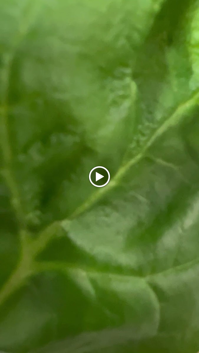 Ristorante Café Aroma-2